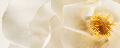 White french camellias are at the heart of the formula of Kerastase's New Elixir Ultime.
